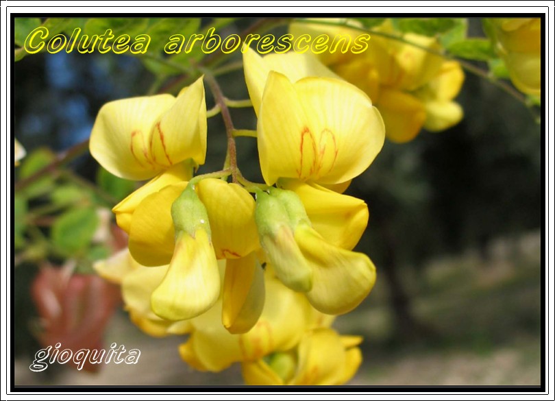 Colutea arborescens / Vescicaria